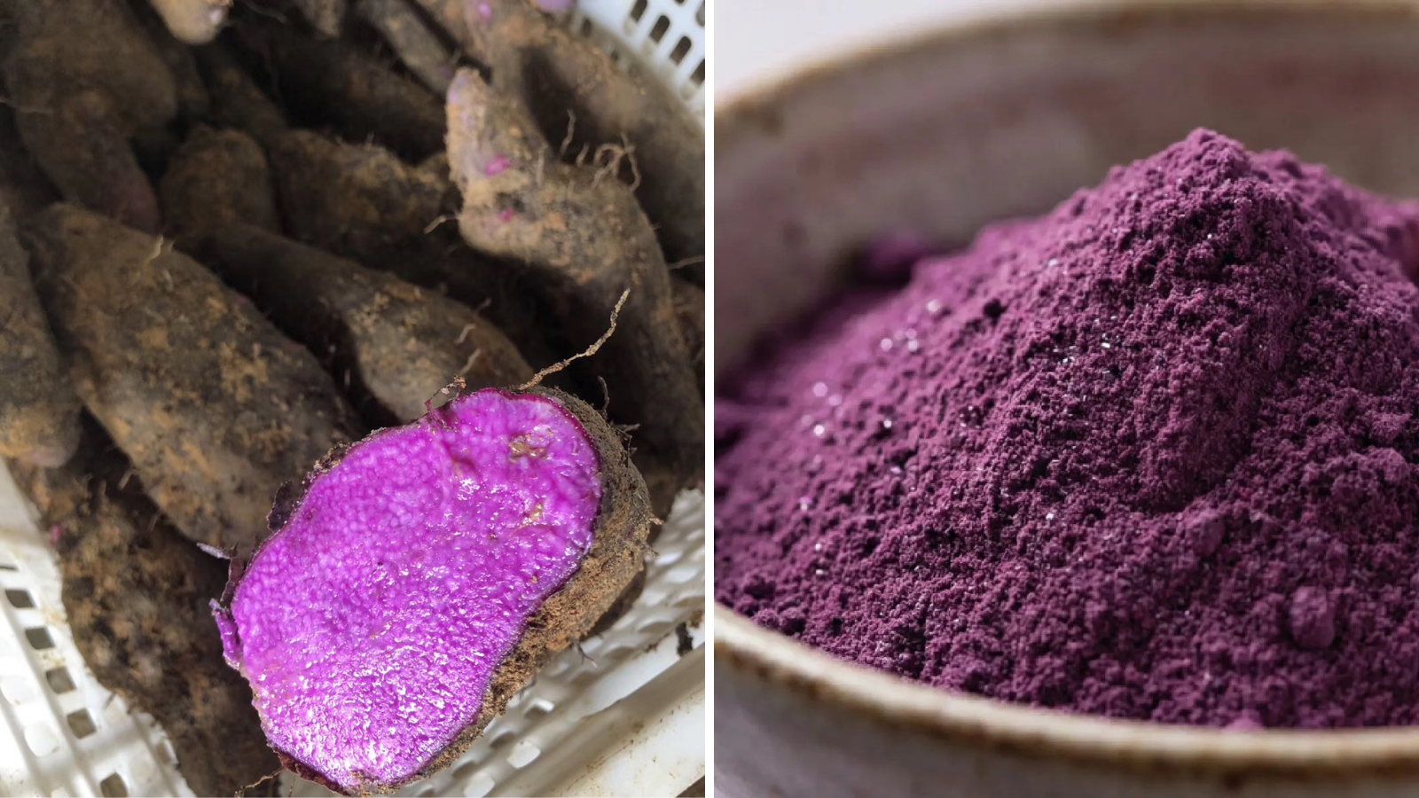 Links: de paarse yam, Rechts: ube-poeder dat gemaakt wordt van de yam